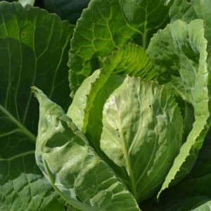 Cabbage Summer Autum 10g