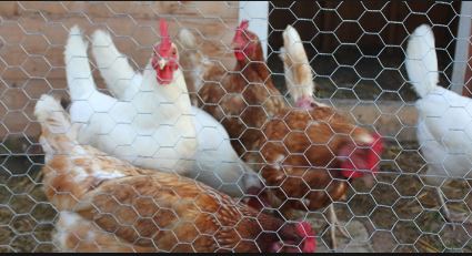Poultry Mesh FT.1/2 X 48