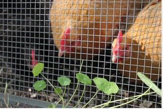 Poultry Mesh SQUARE 4X3/4 16G
