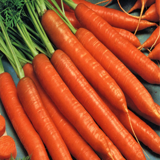 CARROT GOLDEN HARVEST 10gms